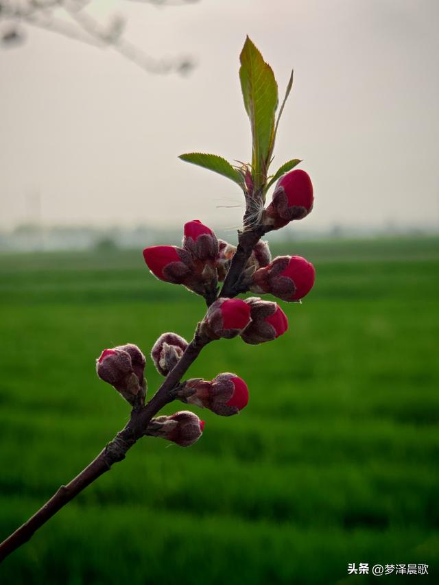 云梦县进入春季赏花模式 城乡处处皆春色