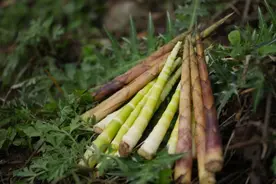 在农村为啥野笋没人拔了？不是不好吃，3个原因，残酷却很现实图片