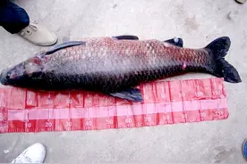 我国最大湖泊鄱阳湖，至今都从未干涸过，里面的鱼到底长多大啦？图片