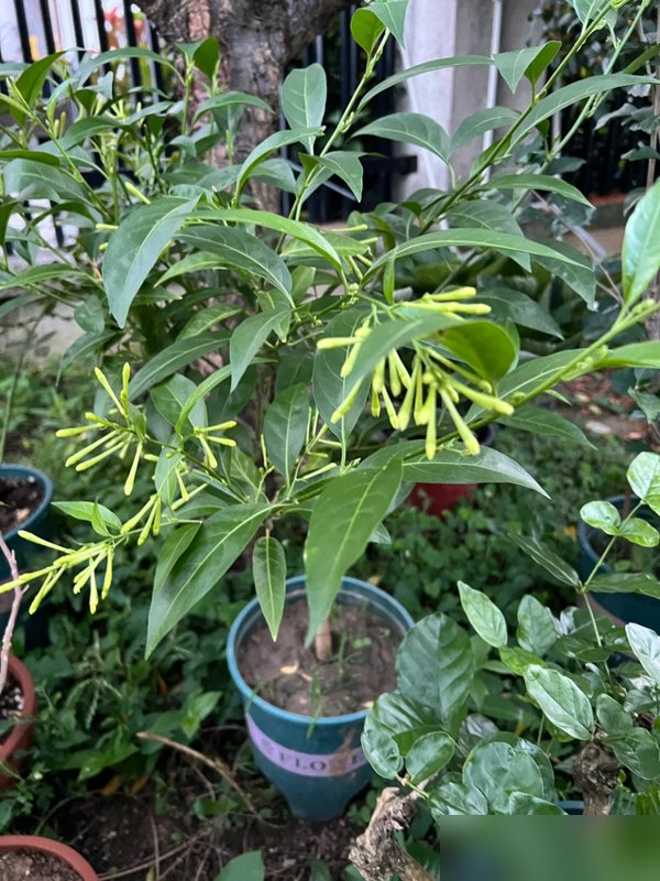 阴花不能进阳宅！这5种花“打死”也不养，家里若有？快挪走！