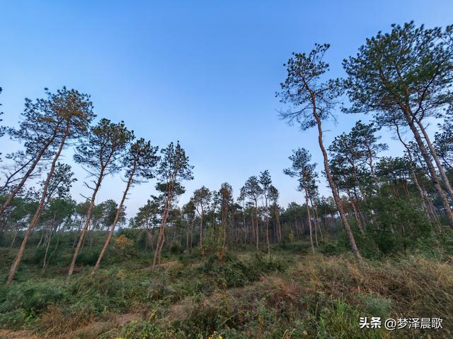 应城：有名店林场林荫步道 让你邂逅四季生态画卷