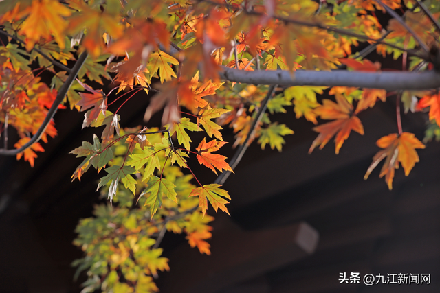 诗意浔城 色彩斑斓冬如春