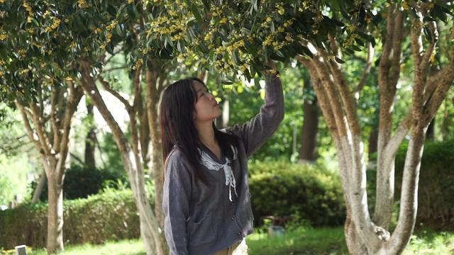 花香四溢秋意浓 广元市昭化区2000余株桂花进入最佳观赏期