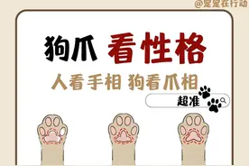 从狗狗的爪子上，可以看出狗狗的性格图片