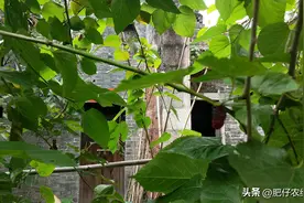 俗语“前不栽桑，后不栽柳”，最后一句才是重点，可惜十人九不知图片