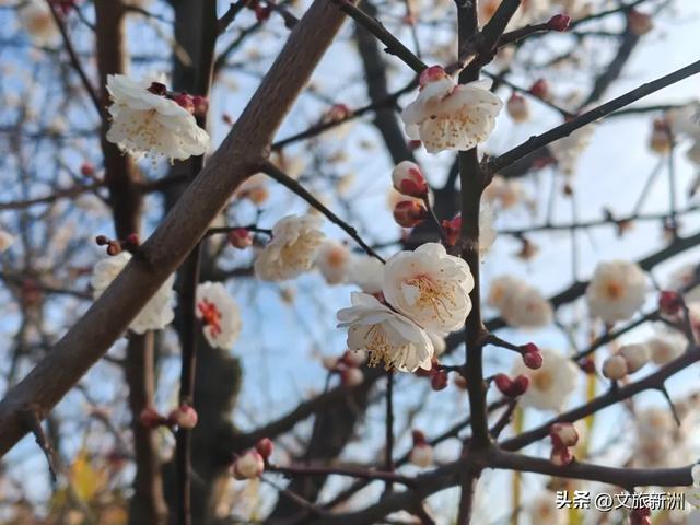 新洲梅花抢先打卡！抓住冬日第一抹绽放的色彩