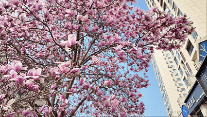 南漳玉兰“下凡”了！这场春天的雪，错过就要等明年“续费”