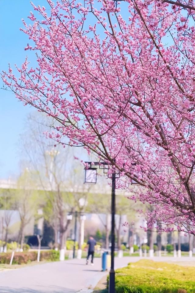 2026年3月13日 渭南文化旅游资讯微报（组图）