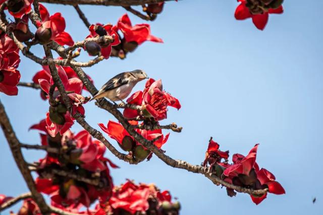 怀集的四季!带你回顾,带你深入