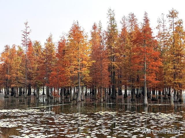 成都最美水杉红了，染红了湖面，不要门票，地铁公交直达！