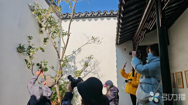 赏花寻幽！苏州多座园林的山茶迎来盛花期