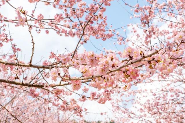 门票不限量免费送！明月山花海原居2月1日开园，解锁樱花美景+免票攻略+玩法指南！