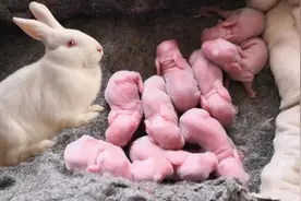 兔子繁殖能力惊人，为什么兔肉没成主流美食？图片