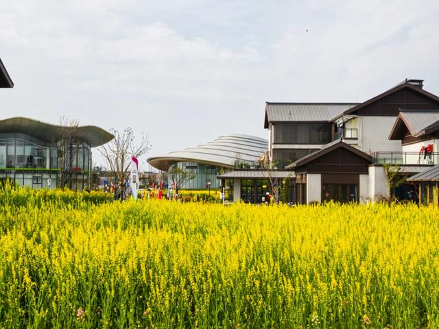100%出片！郫都蝴蝶村彩色油菜花海，进入最美花期