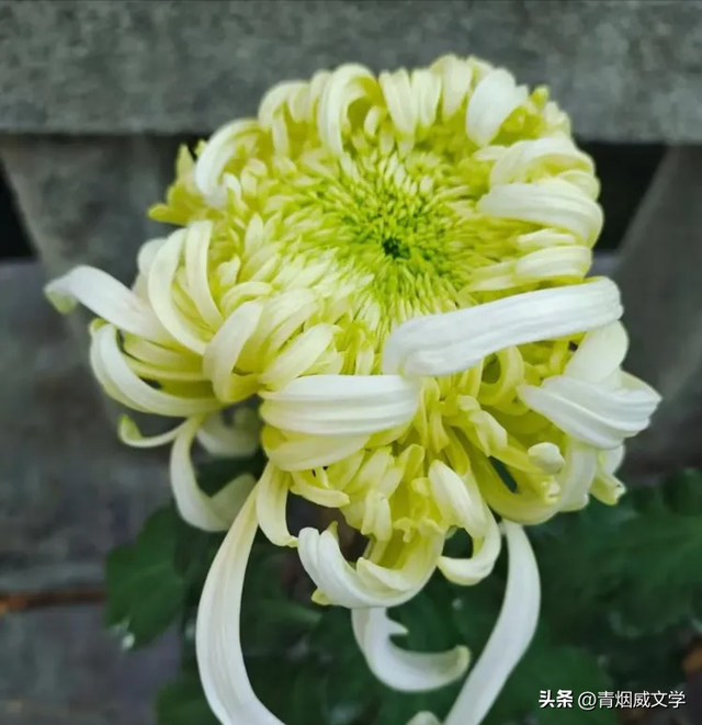 趵突菊韵 锦绣泉城