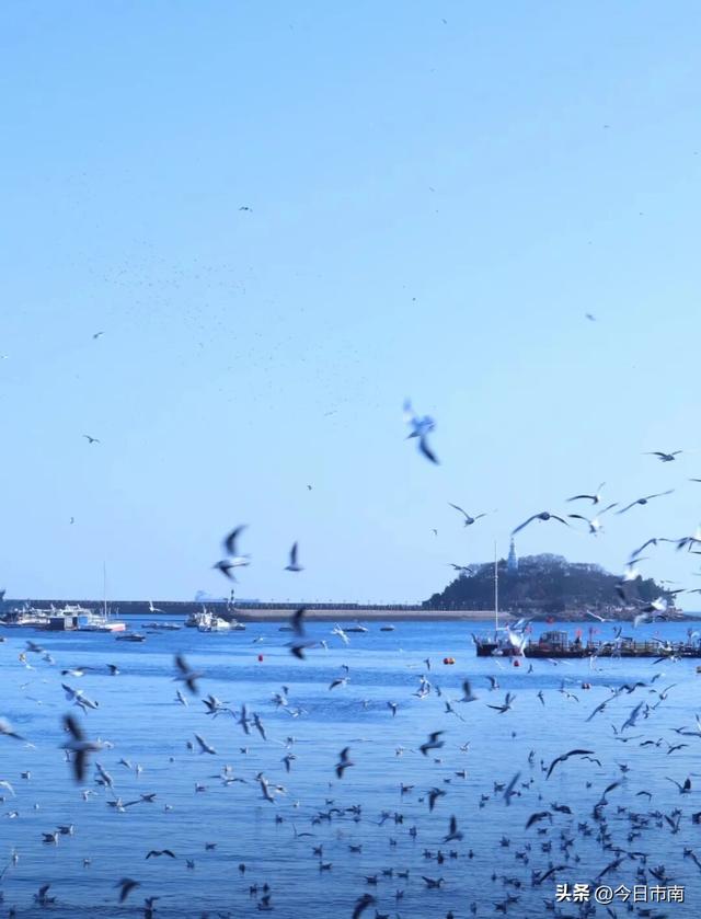 冬日限定浪漫！跟着蒋欣去海上喂海鸥！