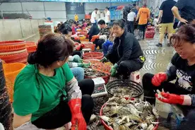 东海开海“第一口鲜” 梭子蟹如何24小时到重庆？ 还有一大波皮皮虾、带鱼、兰花蟹正在路上图片