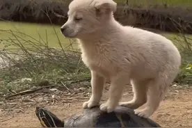 一只狗可以通人性到什么程度？除了不会说话别的都会了。图片