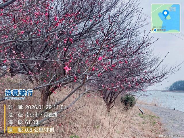 骑游六合平山赏早梅恋山山顶纵车飞