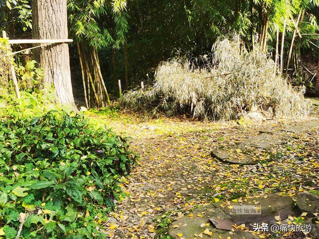 大安叶家沟古道旁的银杏黄