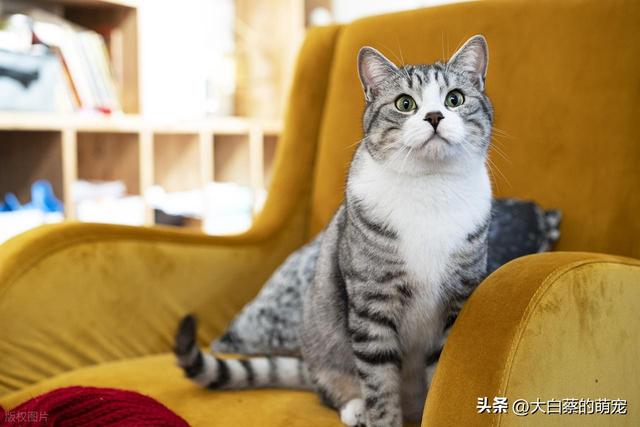猫咪可能正在默默忍受剧痛，多数铲屎官都忽略了，猫咪疼痛的表现