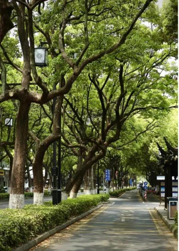 都江堰：哪是什么水利工程，分明是活着的仙园