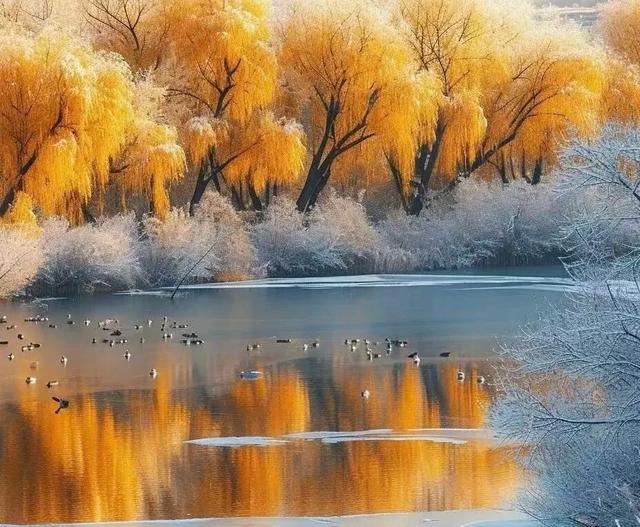 遇见，秋的金黄与冬的银白