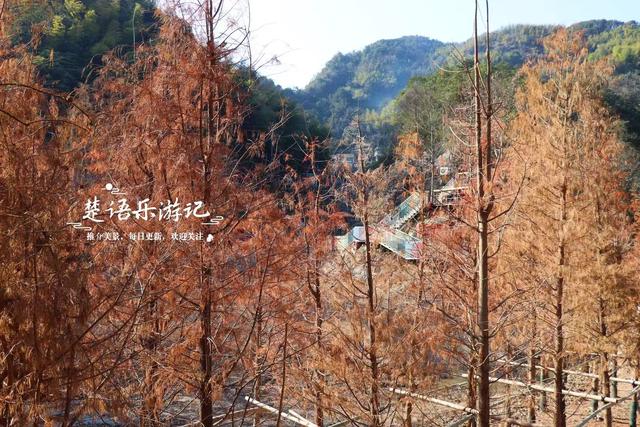 浙江绍兴雪窦岭的水上杉林，被誉为“江南小九寨”，现实却是这样