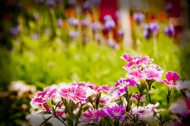 中老年网名昵称，回味无穷，福寿绵长，太好听了！图片