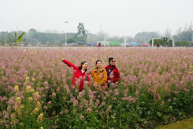 蝶舞花海 春满田园——郫都区蝴蝶村第四届田园菜花季浪漫启幕