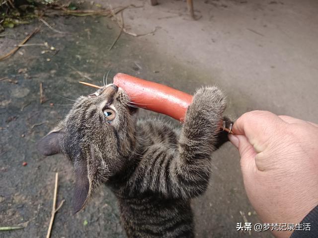 家门口旅游不用花钱真好啊！为了黄贝贝我把老脸都丢尽了