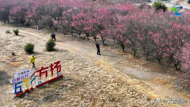新洲梅花抢先打卡！抓住冬日第一抹绽放的色彩