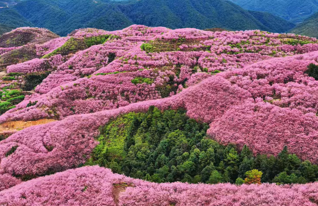 不输武汉樱花！福建赏樱天花板，30万株樱花竞相盛放