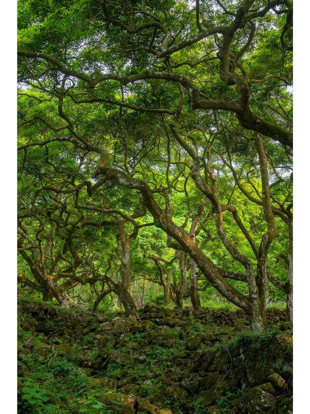 广州藏了片“塞尔达魔幻森林”千年古榄树+青苔秘境，市区1h直达