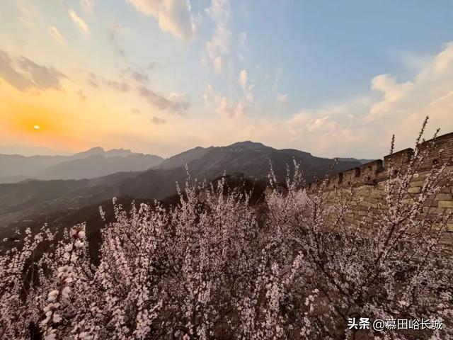 清明踏青正当时｜慕田峪长城赏花点位奉上～