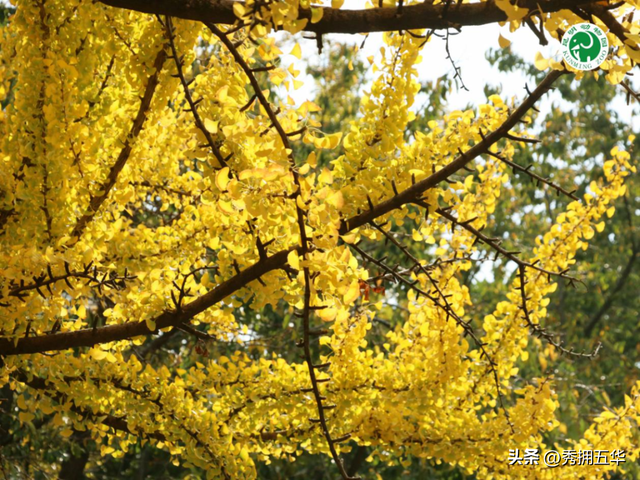 冬日美景在五华｜圆通山老银杏，藏着昆明人的共同记忆