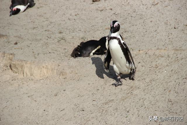 南部非洲：南非开普敦企鹅岛