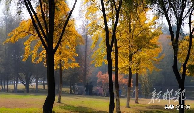 龙湖公园银杏染秋 定格深秋童话景致