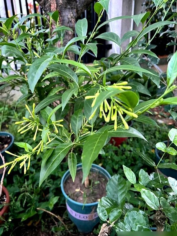 阴花不能进阳宅！这5种花“打死”也不养，家里若有？快挪走！