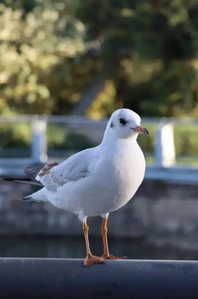 不止大坝！昆明观鸥最全热门+小众点位收录，附核心区交通指南