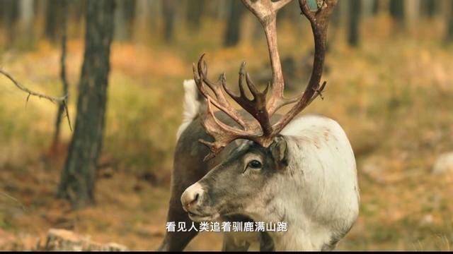 美到窒息！大兴安岭的秋，治愈一切不开心！再不来等一年