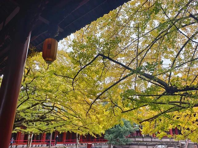 成都银杏即将进入最佳观赏期！2025银杏观叶指数新发布→