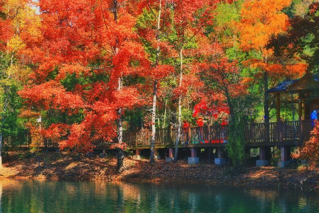 江西秋色藏不住！这8处红叶秘境惊艳了整个秋天！