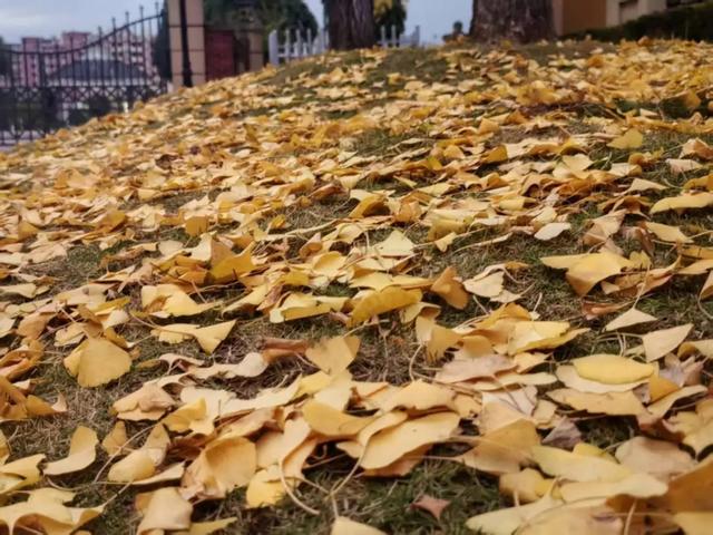 抬头！在寒冷的冬天再欣赏欣赏科院的秋吧