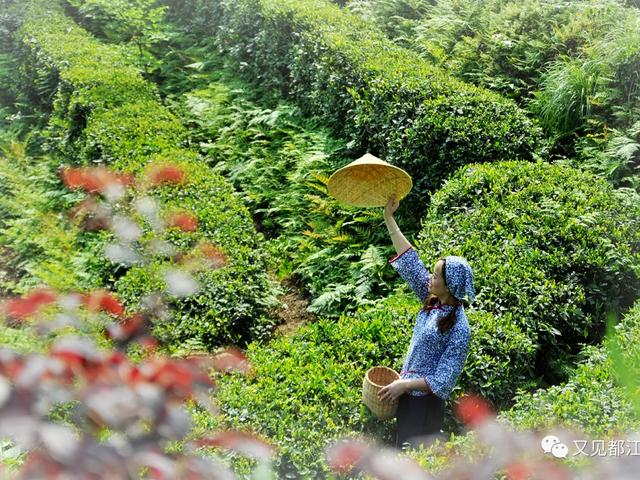 都江堰5条康养主题线路 开启你的身心疗愈之旅