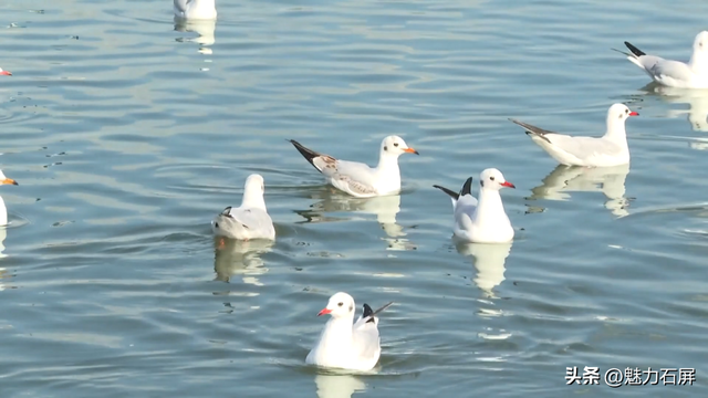 春节小长假 石屏旅游迎来开门红