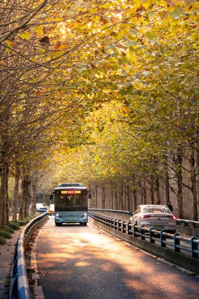 轨道直达！重庆“顶流”梧桐大道已经美到next level了！