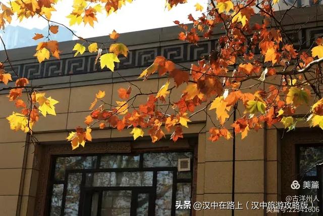 汉中老厂区的梧桐大道，太火了！