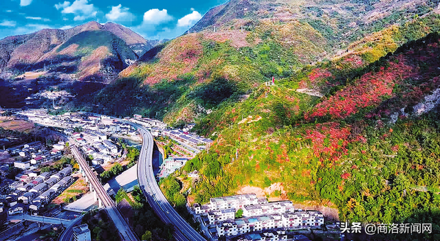 枫叶红落叶黄 商洛秋浓好风光