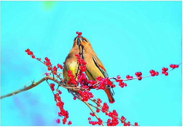 红果盈枝 禽影纷驰